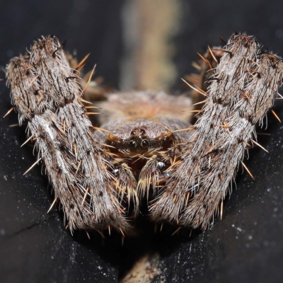 Unidentified Spider (Araneae) at Wellington Point, QLD - 14 Mar 2023 by TimL