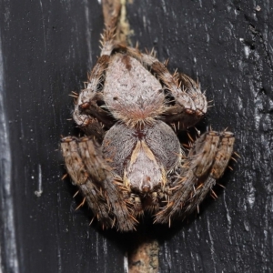 Araneinae (subfamily) at Wellington Point, QLD - suppressed