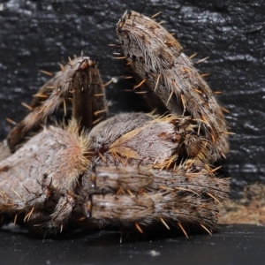 Araneinae (subfamily) at Wellington Point, QLD - suppressed