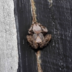 Araneinae (subfamily) at Wellington Point, QLD - suppressed