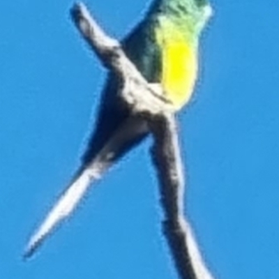 Psephotus haematonotus (Red-rumped Parrot) at Fraser, ACT - 16 Mar 2023 by Kyra