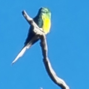 Psephotus haematonotus at Fraser, ACT - 17 Mar 2023 08:40 AM