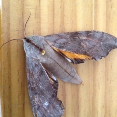 Unidentified Hawk moth (Sphingidae) at Pambula, NSW - 15 Mar 2023 by elizabethgleeson