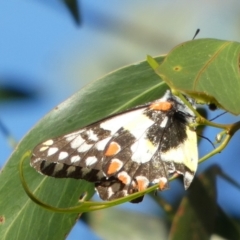 Delias aganippe (Spotted Jezebel) at Queanbeyan West, NSW - 16 Mar 2023 by Paul4K