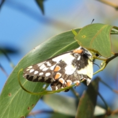 Delias aganippe at Queanbeyan West, NSW - 17 Mar 2023 07:30 AM