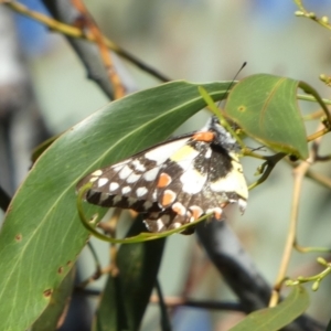 Delias aganippe at Queanbeyan West, NSW - 17 Mar 2023