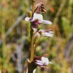 Prasophyllum alpestre (Mauve leek orchid) at Cotter River, ACT - 16 Mar 2023 by JohnBundock