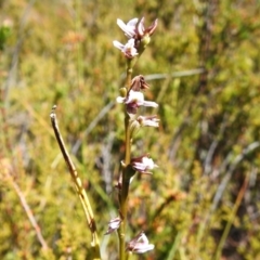 Paraprasophyllum alpestre at Cotter River, ACT - suppressed
