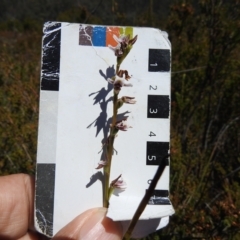 Paraprasophyllum alpestre at Cotter River, ACT - 16 Mar 2023