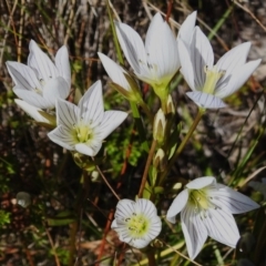 Gentianella muelleriana subsp. jingerensis (Mueller's Snow-gentian) at Cotter River, ACT - 16 Mar 2023 by JohnBundock