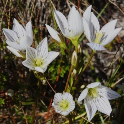 Gentianella muelleriana subsp. jingerensis (Mueller's Snow-gentian) at Namadgi National Park - 16 Mar 2023 by JohnBundock