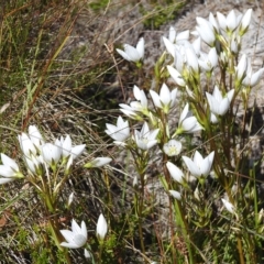Gentianella muelleriana subsp. jingerensis at Cotter River, ACT - 16 Mar 2023