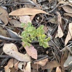 Rosa rubiginosa at Cook, ACT - 17 Mar 2023