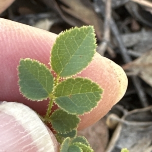 Rosa rubiginosa at Cook, ACT - 17 Mar 2023