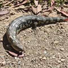 Tiliqua nigrolutea (Blotched Blue-tongue) at Bimberi, NSW - 16 Mar 2023 by JohnBundock