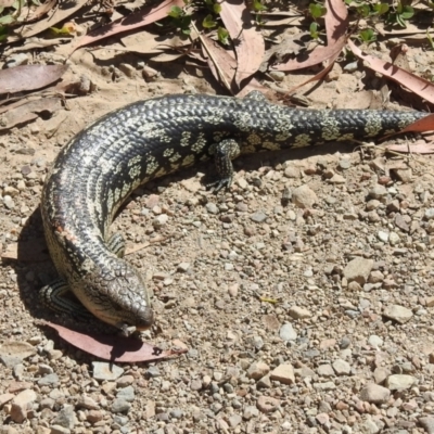 Tiliqua nigrolutea (Blotched Blue-tongue) at Bimberi Nature Reserve - 16 Mar 2023 by JohnBundock