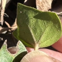 Hedera sp. (helix or hibernica) (Ivy) at Aranda, ACT - 16 Mar 2023 by lbradley