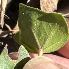 Hedera sp. (helix or hibernica) (Ivy) at Aranda, ACT - 17 Mar 2023 by lbradley