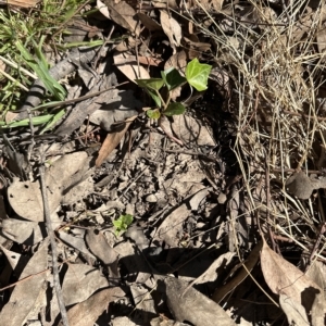 Hedera helix at Aranda, ACT - 17 Mar 2023