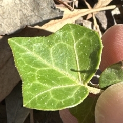 Hedera sp. (helix or hibernica) at Point 73 - 17 Mar 2023