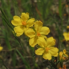 Hibbertia calycina (Lesser Guinea-flower) at Flea Bog Flat, Bruce - 30 Oct 2022 by michaelb