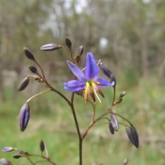 Dianella revoluta (Black-Anther Flax Lily) at Bruce, ACT - 30 Oct 2022 by MichaelBedingfield