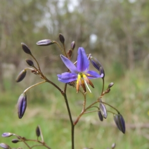 Dianella revoluta at Bruce, ACT - 30 Oct 2022 01:52 PM