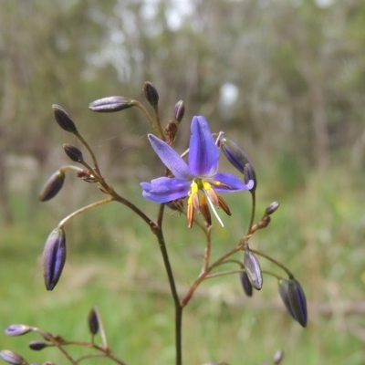 Dianella revoluta (Black-Anther Flax Lily) at Bruce, ACT - 30 Oct 2022 by michaelb