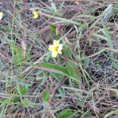 Goodenia hederacea subsp. hederacea (Ivy Goodenia, Forest Goodenia) at Wanniassa Hill - 14 Mar 2023 by LPadg