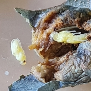 Poecilocryptus sp. (genus) at suppressed - 17 Mar 2023