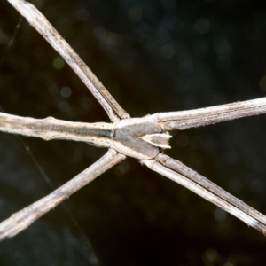 Deinopis subrufa (Rufous net casting spider) at Bundanoon, NSW by Boobook38