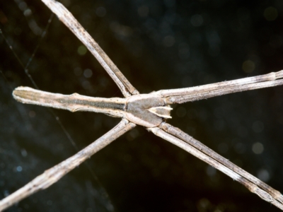 Deinopis subrufa (Rufous net casting spider) at Bundanoon, NSW - 17 Mar 2023 by Boobook38