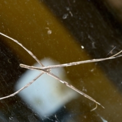 Deinopis subrufa at Bundanoon, NSW - 17 Mar 2023