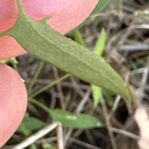 Einadia nutans at Molonglo Valley, ACT - 17 Mar 2023