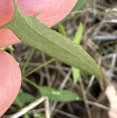 Einadia nutans (Climbing Saltbush) at Aranda Bushland - 17 Mar 2023 by lbradley