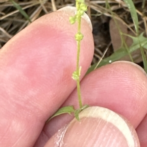 Einadia nutans at Molonglo Valley, ACT - 17 Mar 2023