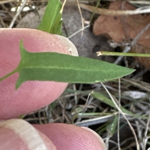 Einadia nutans at Molonglo Valley, ACT - 17 Mar 2023