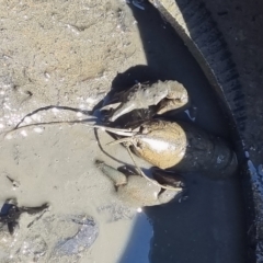 Cherax destructor (Common Yabby) at Bruce Ridge - 16 Mar 2023 by ChrisHolder