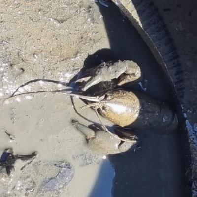 Cherax destructor (Common Yabby) at Bruce Ridge - 16 Mar 2023 by ChrisHolder