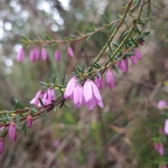 Tetratheca procumbens (Spreading Pink-Bells) at Ridgeway, TAS - 4 Sep 2022 by Detritivore