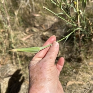 Tragopogon dubius at Molonglo Valley, ACT - 17 Mar 2023