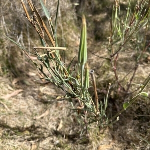 Tragopogon dubius at Molonglo Valley, ACT - 17 Mar 2023