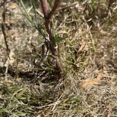 Tragopogon dubius at Cook, ACT - 17 Mar 2023