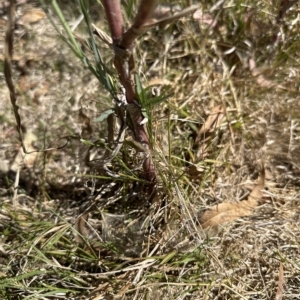 Tragopogon dubius at Molonglo Valley, ACT - 17 Mar 2023