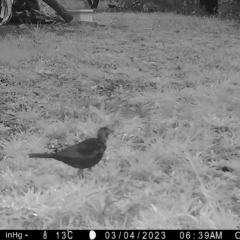 Turdus merula (Eurasian Blackbird) at Mongarlowe, NSW - 14 Mar 2023 by LisaH
