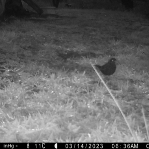 Turdus merula at Mongarlowe, NSW - 14 Mar 2023