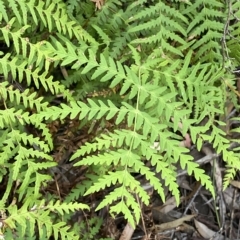 Histiopteris incisa (Bat's-Wing Fern) at Budawang, NSW - 12 Mar 2023 by NedJohnston
