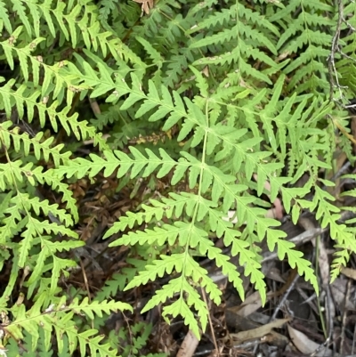 Histiopteris incisa (Bat's-Wing Fern) at Budawang, NSW - 12 Mar 2023 by NedJohnston