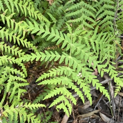 Histiopteris incisa (Bat's-Wing Fern) at QPRC LGA - 12 Mar 2023 by Ned_Johnston