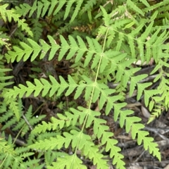 Histiopteris incisa at Budawang, NSW - 12 Mar 2023